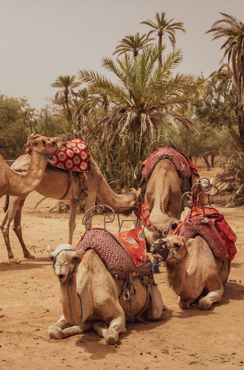 camelos